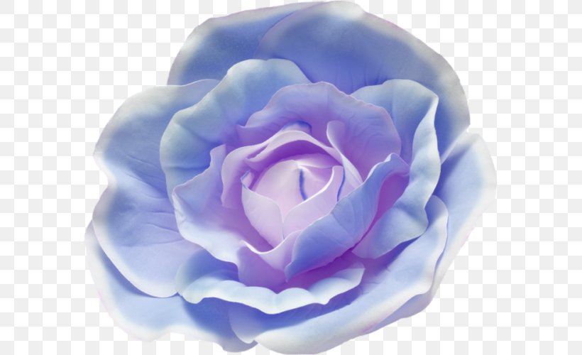 Cabbage Rose Blue Rose Garden Roses Photography, PNG, 583x500px, Cabbage Rose, Beach Rose, Blue, Blue Rose, Color Download Free