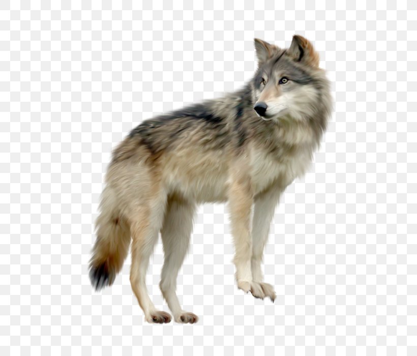 Gray Wolf Clip Art, PNG, 557x700px, Gray Wolf, Canis Lupus Tundrarum, Carnivoran, Coyote, Czechoslovakian Wolfdog Download Free