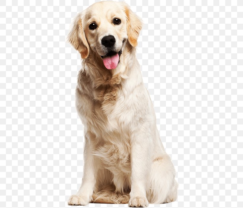 Labrador Retriever Golden Retriever Puppy Goldendoodle, PNG, 396x702px, Labrador Retriever, Boo, Carnivoran, Cat, Companion Dog Download Free