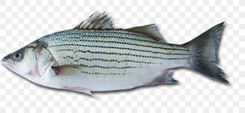 Sardine European Bass Fish Striped Bass, PNG, 900x418px, Sardine, Atlantic Cod, Barramundi, Bass, Black Sea Bass Download Free