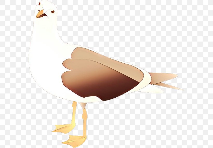 Duck Cartoon, PNG, 600x570px, Cartoon, Beak, Bird, Chicken, Duck Download Free