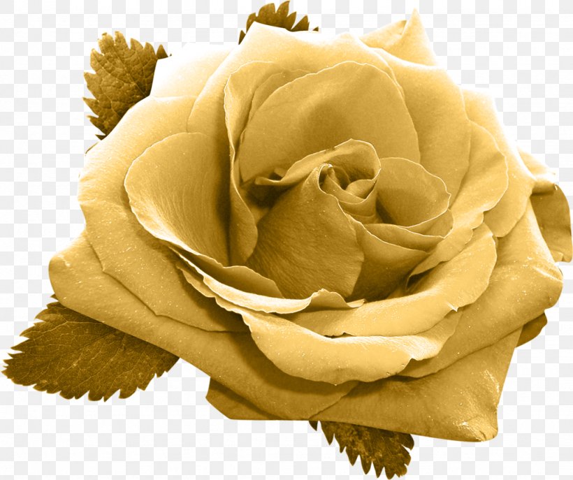 Garden Roses Flower Gold, PNG, 1024x858px, Garden Roses, Color, Flower, Flowering Plant, Gold Download Free