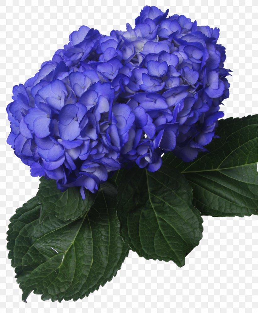 Hydrangea Navy Blue Flower Clip Art, PNG, 823x1000px, Hydrangea, Annual Plant, Art, Blue, Burgundy Download Free