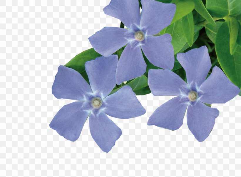 Petal Plant Jeepers Creepers Groundcover Vine, PNG, 930x684px, Petal, Blue, Borage Family, Borages, Flower Download Free