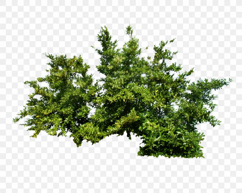 Shrub Tree, PNG, 1024x819px, 3d Computer Graphics, Shrub, Branch, Deviantart, Evergreen Download Free