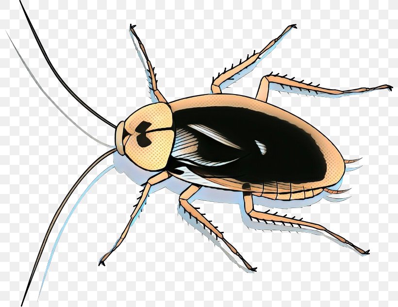 Cockroach Clip Art Illustration Insect Blattodea, PNG, 800x633px, Cockroach, American Cockroach, Arthropod, Beetle, Blattodea Download Free