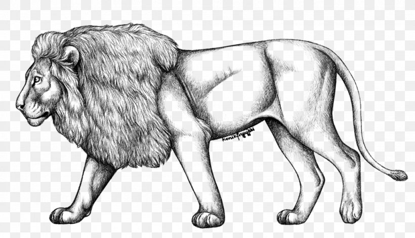 Drawing The Cowardly Lion Simba Sketch, PNG, 1024x589px, Drawing, African Lion, Animal, Art, Artwork Download Free