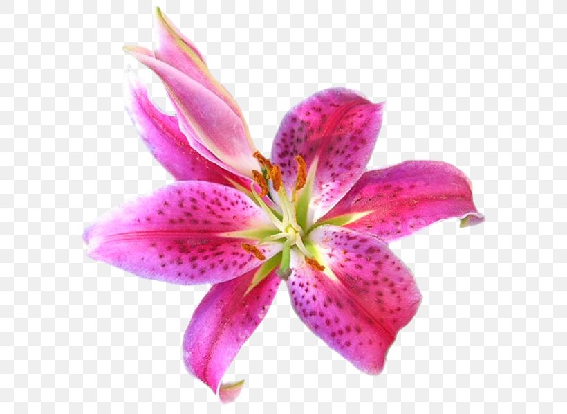 Flower Floristry Floral Design Clip Art, PNG, 619x598px, Flower, Alstroemeriaceae, Baby Alive, Cut Flowers, Floral Design Download Free