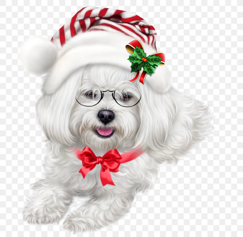 Maltese Dog Shih Tzu Puppy Havanese Dog Lhasa Apso, PNG, 726x800px, Maltese Dog, Animal, Bichon, Bolonka, Canidae Download Free