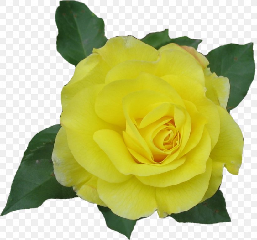Rose Yellow Clip Art, PNG, 924x864px, Rose, Austrian Briar, China Rose, Color, Cut Flowers Download Free