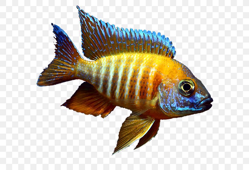 Tilapia Jewel Cichlid Aquariums Fairy Cichlid, PNG, 640x560px, Tilapia, Aquarium, Aquariums, Cichlid, Coral Reef Fish Download Free