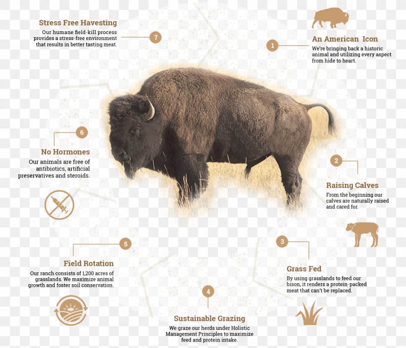 American Bison Cattle Life Cycles: Grassland Temperate Grasslands, Savannas, And Shrublands Biological Life Cycle, PNG, 1296x1113px, American Bison, Animal, Biological Life Cycle, Biology, Bison Download Free