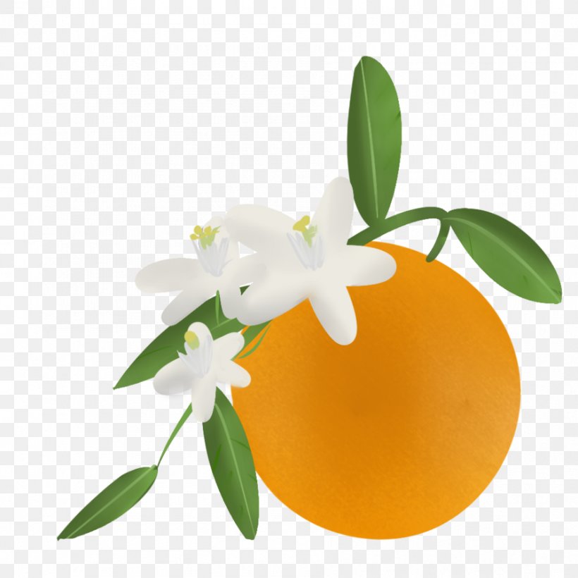 Orange Blossom Clip Art Artist, PNG, 894x894px, Orange, Art, Artist, Blossom, Citrus Download Free