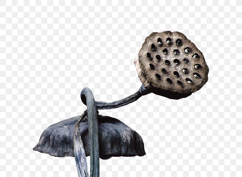 Shower Lotus Seed, PNG, 600x600px, Shower, Creative Zen, Fire Sprinkler System, Fur, Irrigation Sprinkler Download Free