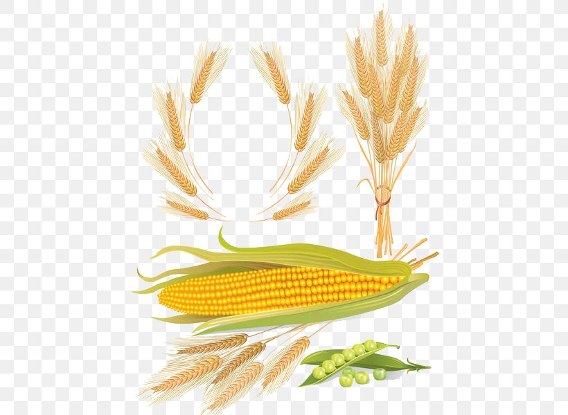 Wheat Maize Cereal Euclidean Vector, PNG, 448x600px, Wheat, Cereal, Commodity, Corn On The Cob, Ear Download Free