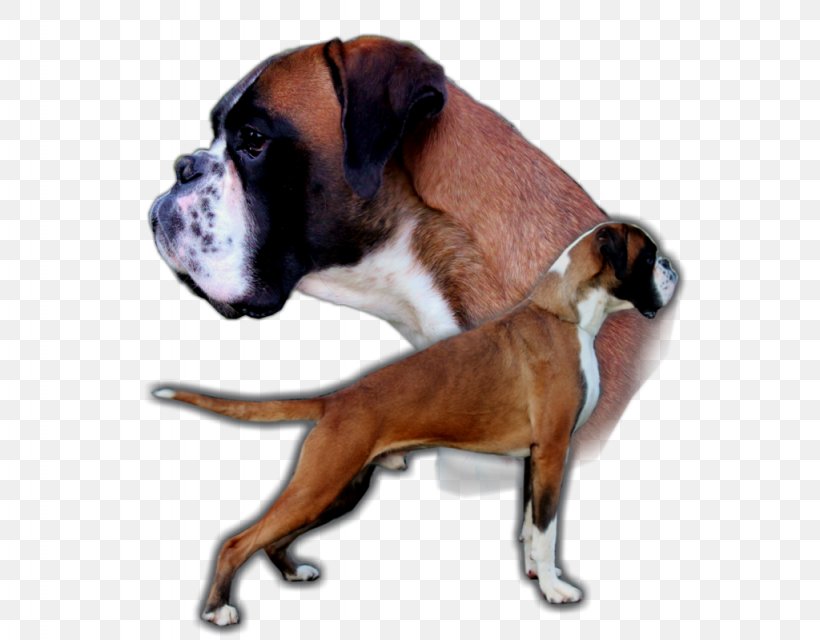Boxer Valley Bulldog Dog Breed Puppy, PNG, 1024x800px, Boxer, Backlink, Boxer Shorts, Bulldog, Carnivoran Download Free