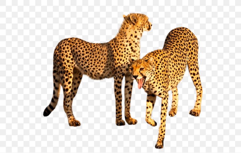 Cheetah Leopard Felidae Tiger Big Cat, PNG, 600x521px, Cheetah, Animal, Animal Figure, Big Cat, Big Cats Download Free