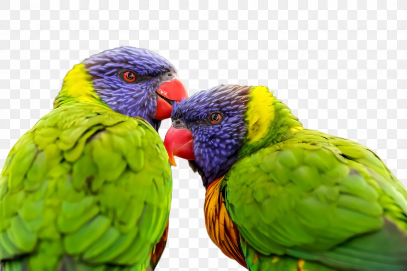 Colorful Background, PNG, 2448x1632px, Parrot, Adaptation, Beak, Bird, Budgie Download Free