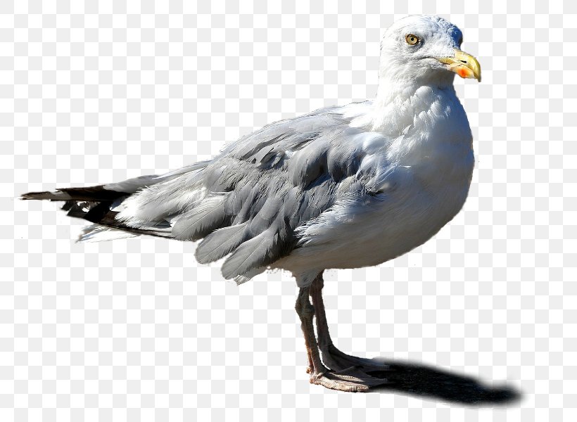 European Herring Gull Gulls Beak Fauna Feather, PNG, 800x600px, European Herring Gull, American Herring Gull, Beak, Bird, Charadriiformes Download Free