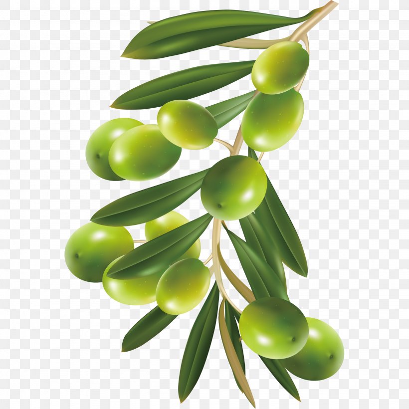 Image Transparency Olive Clip Art, PNG, 2048x2048px, Olive, Branch, Flag Of India, Flower, Flowering Plant Download Free