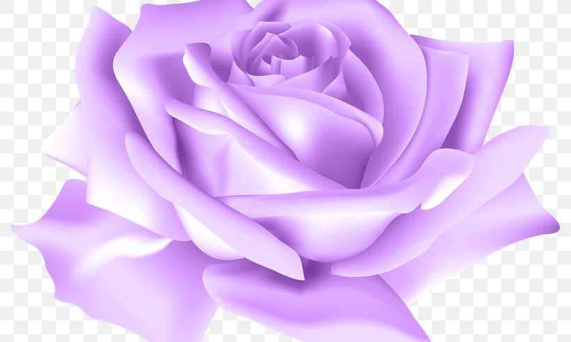 Clip Art Blue Rose Flower Garden Roses, PNG, 800x491px, Blue Rose, Beach Rose, Blue, Close Up, Color Download Free