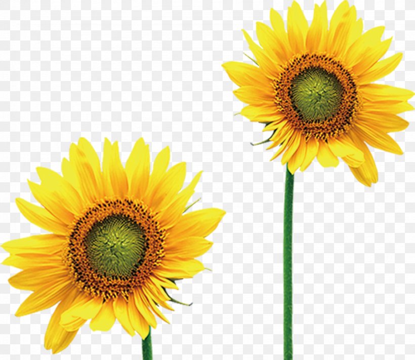 Common Sunflower Image Clip Art Vector Graphics, PNG, 1637x1421px ...