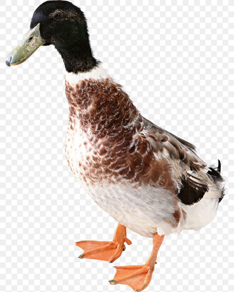 Duck Mallard American Pekin Clip Art, PNG, 783x1024px, Duck, American Pekin, Beak, Bird, Ducks Geese And Swans Download Free