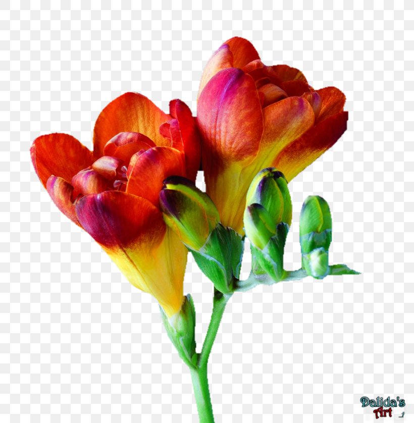 Freesia Tulip Cut Flowers, PNG, 800x838px, Freesia, Bud, Bulb, Cut Flowers, Flower Download Free