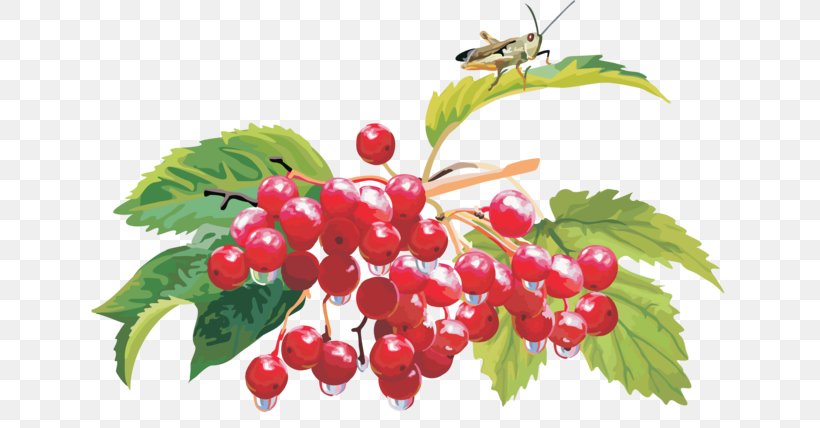 Guelder-rose Shrub Fruit Crops Clip Art, PNG, 640x428px, Guelderrose, Berry, Cherry, Chinese Hawthorn, Cranberry Download Free