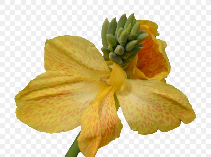 Petal Yellow Flowering Plant, PNG, 890x664px, Petal, Flower, Flowering Plant, Plant, Yellow Download Free