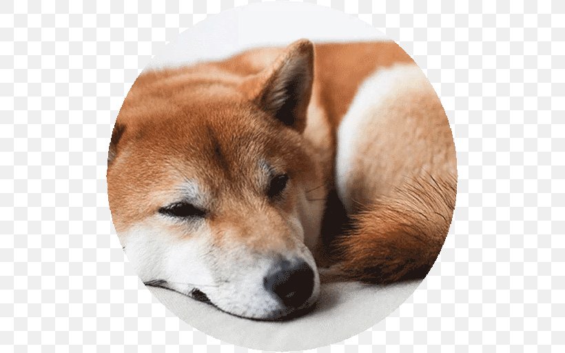 Shiba Inu Dog Breed Akita Shikoku Korean Jindo, PNG, 512x512px, Shiba Inu, Akita, Akita Inu, Breed, Breed Group Dog Download Free