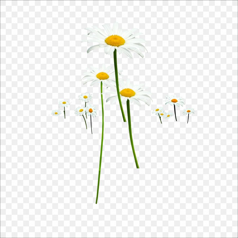 Floral Design Flower Designer, PNG, 1773x1773px, Floral Design, Common Daisy, Daisy, Designer, Flora Download Free