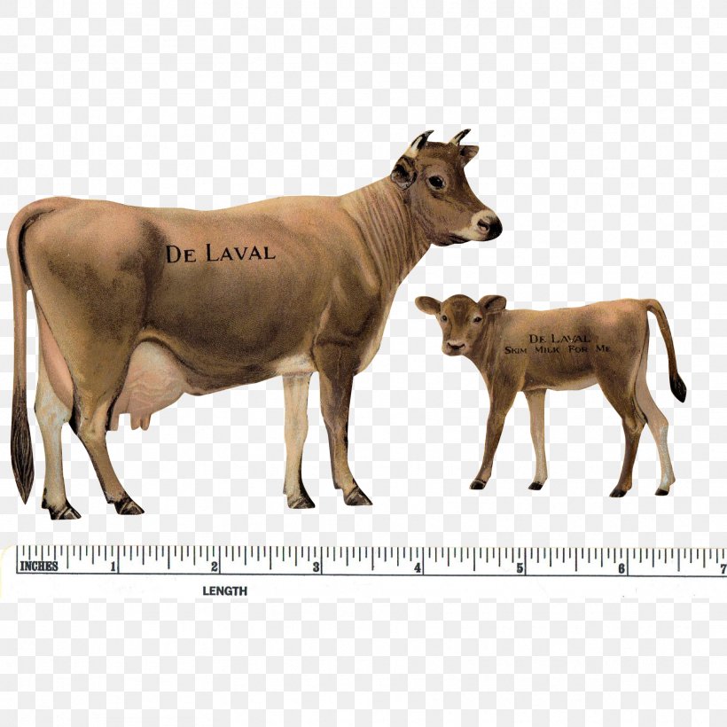 Jersey Cattle Cow-calf Operation Ox DeLaval, PNG, 1715x1715px, Jersey Cattle, Advertising, Bull, Calf, Cattle Download Free
