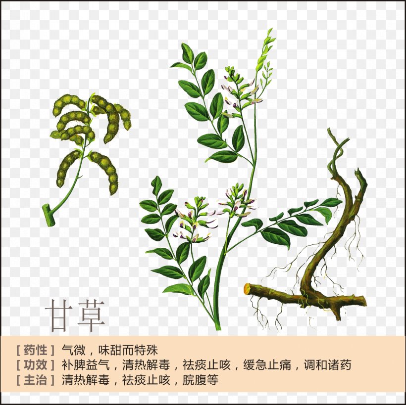 Liquorice Glycyrrhiza Uralensis Deglycyrrhizinated Licorice Extract, PNG, 1181x1181px, Liquorice, Branch, Candy, Deglycyrrhizinated Licorice, Extract Download Free