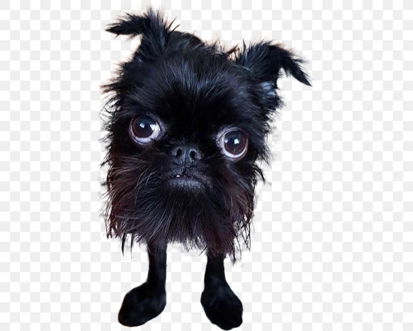 Puppy World's Ugliest Dog Contest Chinese Crested Dog Straight Line Vapors Dog–cat Relationship, PNG, 443x657px, Puppy, Affenpinscher, Animal, Carnivoran, Chinese Crested Dog Download Free