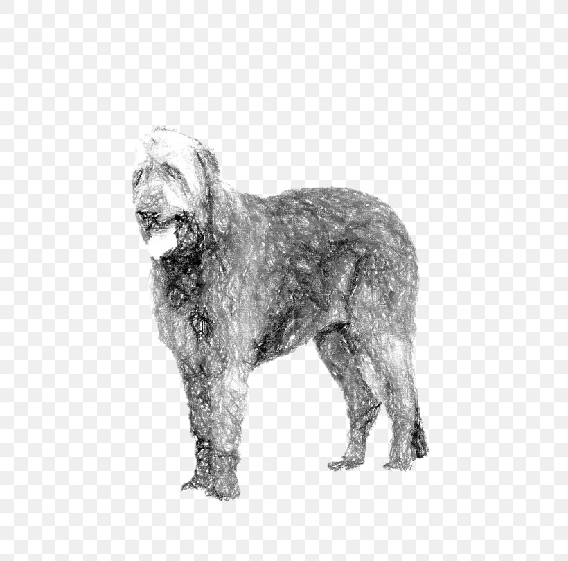 Wirehaired Pointing Griffon Glen Dutch Smoushond Schnoodle Irish Wolfhound, PNG, 608x810px, Wirehaired Pointing Griffon, Black And White, Breed, Carnivoran, Cesky Terrier Download Free