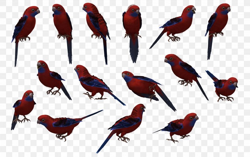 Bird House Sparrow Crimson Rosella DeviantArt, PNG, 4442x2800px, Bird, American Robin, Art, Beak, Blackcheeked Lovebird Download Free