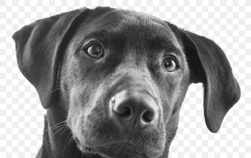 Labrador Retriever Pet Insurance Dog Breed Puppy Borador, PNG, 965x610px, Labrador Retriever, American Modern Insurance Group Inc, Black And White, Borador, Breed Download Free