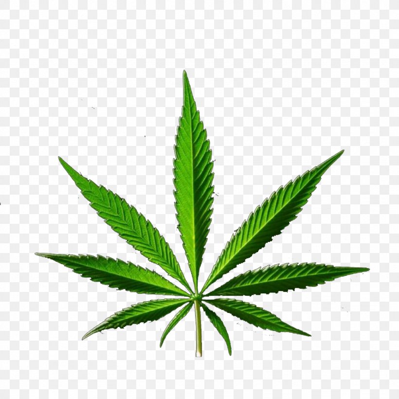Medical Cannabis Hemp, PNG, 1024x1024px, Cannabis, Cannabis Smoking, Drug, Hash Oil, Hemp Download Free