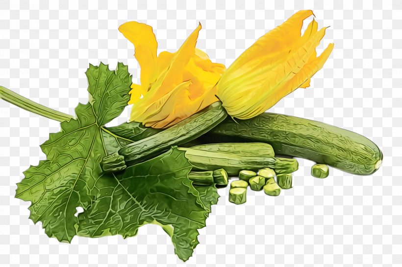 Plant Flower Yellow Flowering Plant Summer Squash, PNG, 2448x1632px, Watercolor, Flower, Flowering Plant, Paint, Perennial Sowthistle Download Free