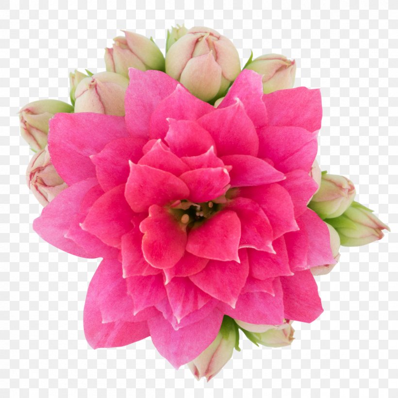 Stock Photography Cut Flowers Royalty-free, PNG, 1200x1200px, Stock Photography, Artificial Flower, Cut Flowers, Dahlia, Depositphotos Download Free