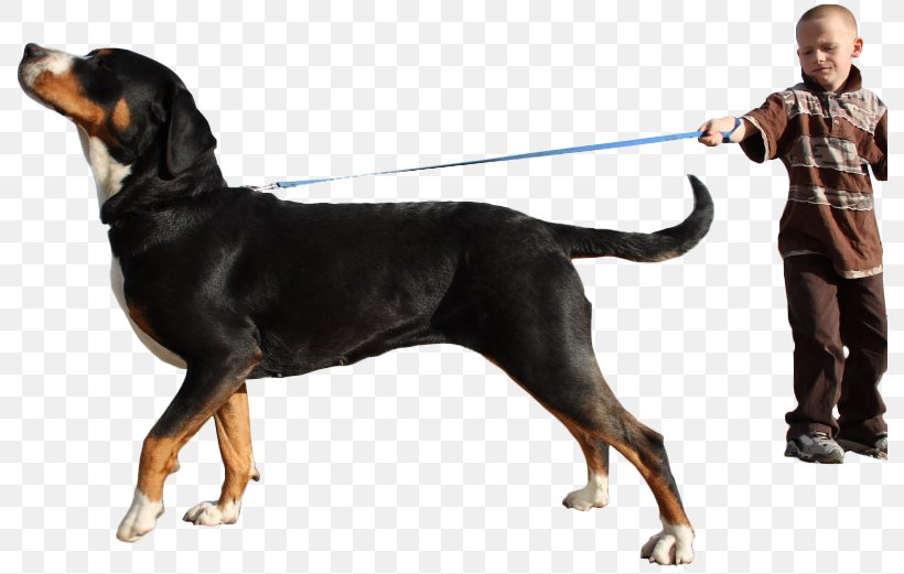 Dog Breed Black And Tan Coonhound Transylvanian Hound Polish Hunting Dog Smaland Hound, PNG, 790x521px, Dog Breed, Animal, Black And Tan Coonhound, Breed, Carnivoran Download Free