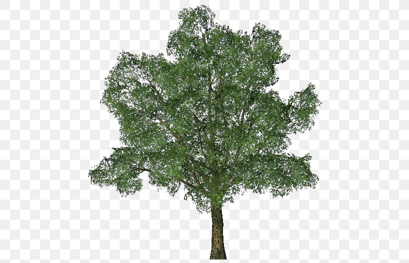 Ginkgo Biloba Tree English Oak, PNG, 750x527px, 3d Computer Graphics, Ginkgo Biloba, Branch, Computer Graphics, Computer Science Download Free