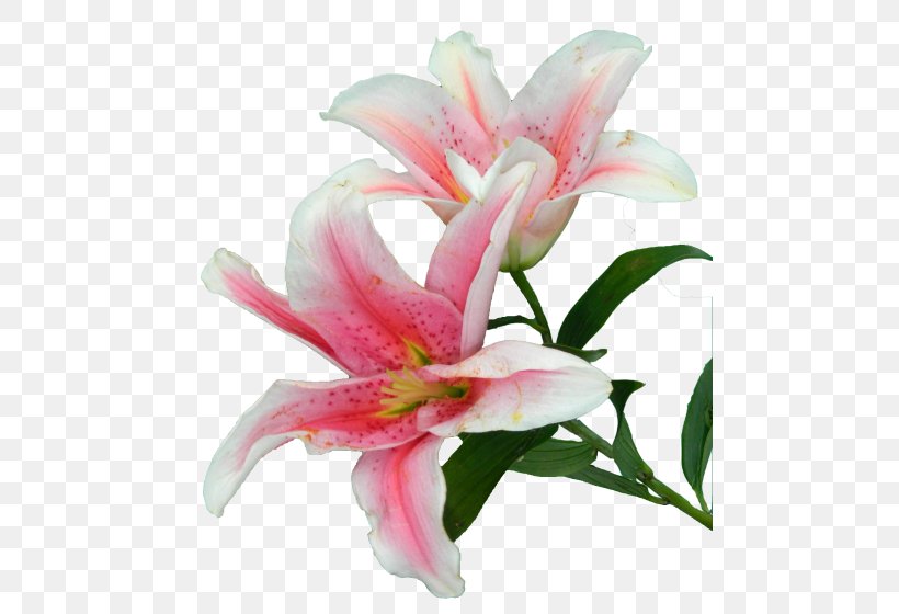 Lily Rose Cut Flowers Plants, PNG, 480x560px, Lily, Cut Flowers, Flower, Flower Bouquet, Flowering Plant Download Free