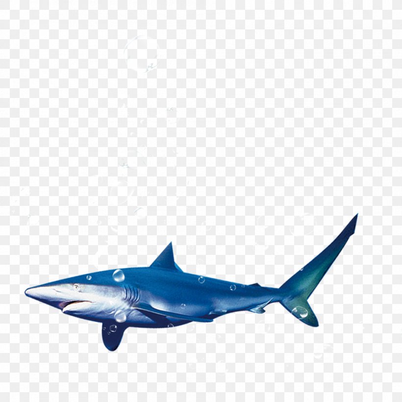 Blue Shark Tiger Shark, PNG, 946x946px, Shark, Blue, Blue Shark, Carcharhinus Amblyrhynchos, Cartilaginous Fish Download Free