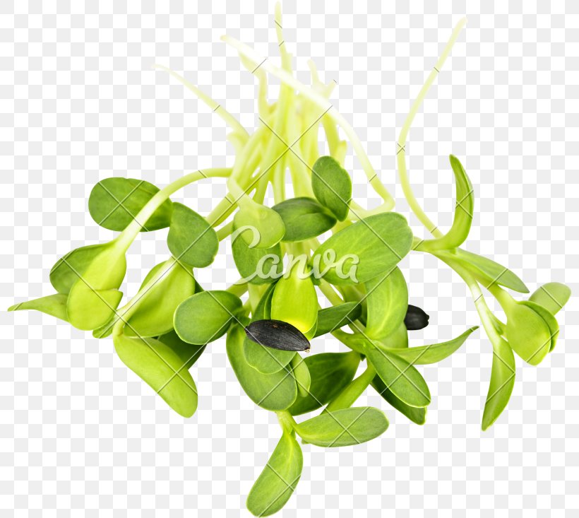 Raw Foodism Organic Food Sprouting Common Sunflower Sunflower Seed, PNG, 800x733px, Raw Foodism, Broccoli, Common Sunflower, Flowerpot, Food Download Free