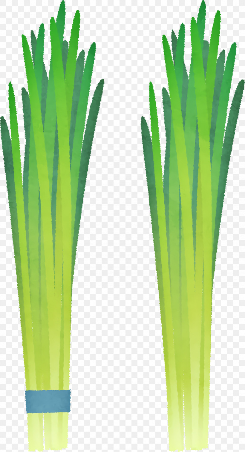 Welsh Onion Commodity Herb Onions, PNG, 870x1600px, Welsh Onion, Commodity, Herb, Onions Download Free