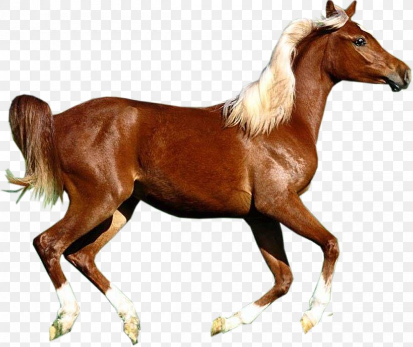 Arabian Horse Shetland Pony Konik Howrse Newfoundland Pony, PNG, 1200x1009px, Arabian Horse, Animal, Animal Figure, Bridle, Colt Download Free