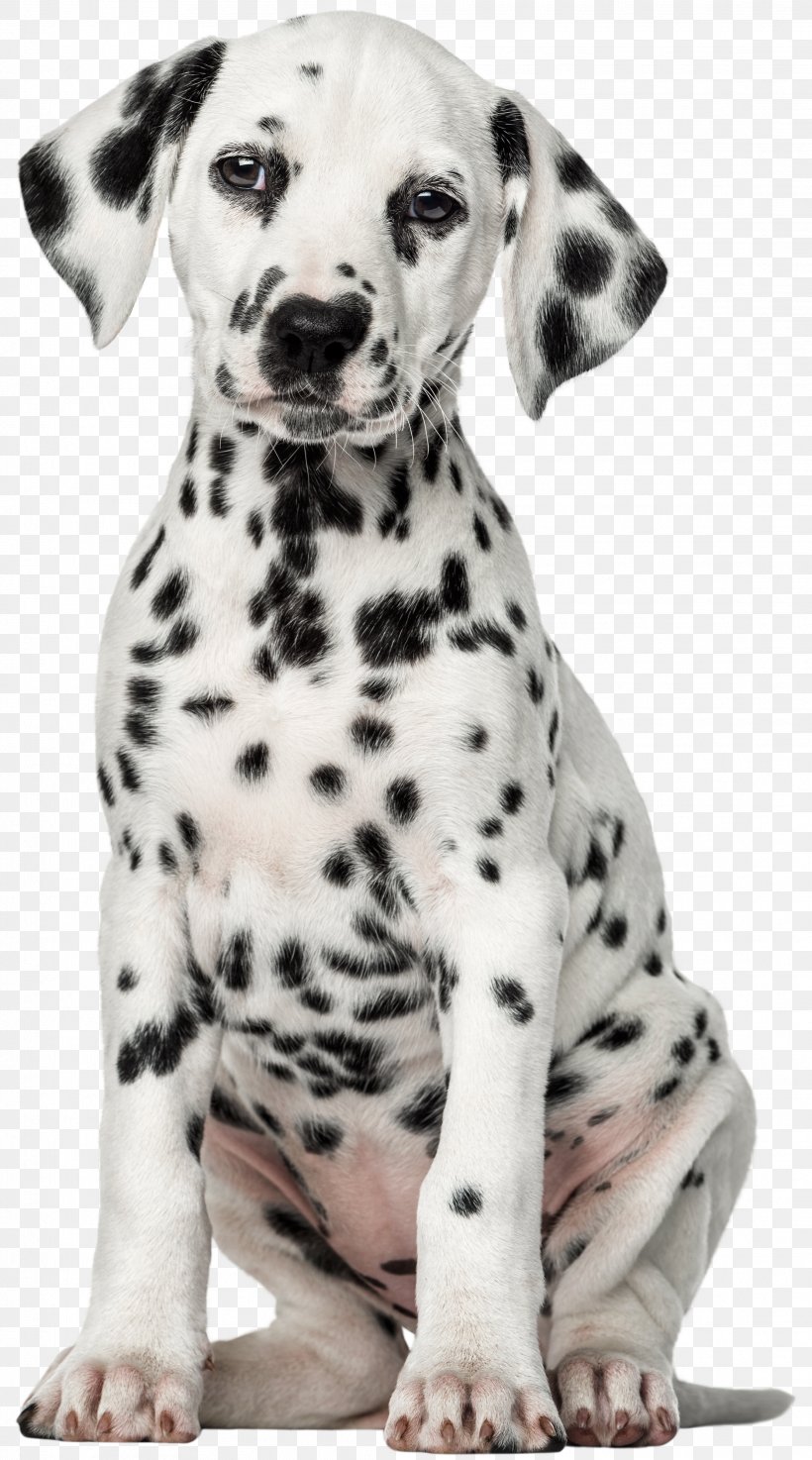 Dalmatian Dog Puppy Pet Labrador Retriever Clip Art, PNG, 2225x4000px, Dalmatian Dog, Animal, Bedding, Boo, Carnivoran Download Free