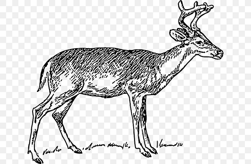 White-tailed Deer Clip Art, PNG, 640x535px, Deer, Animal Figure, Antelope, Antler, Black And White Download Free